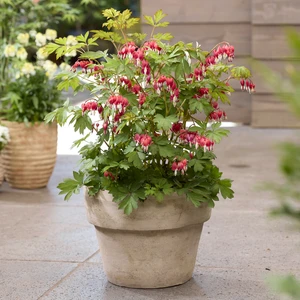 Image Credit: Plantipp BV®