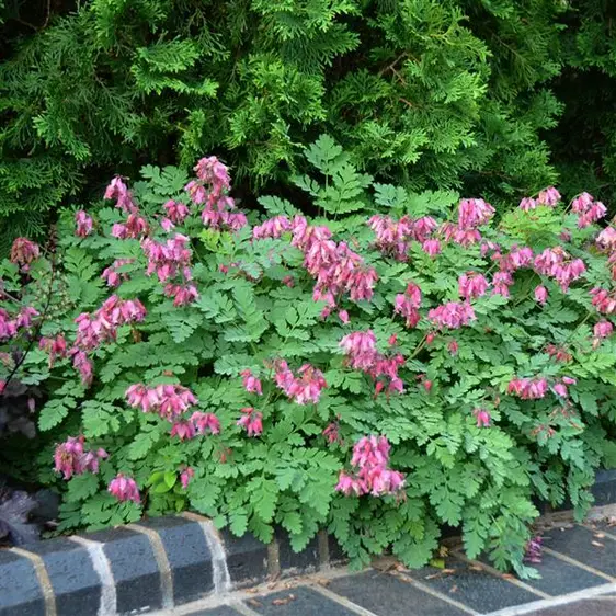 Picture Credit - Ball Horticulture