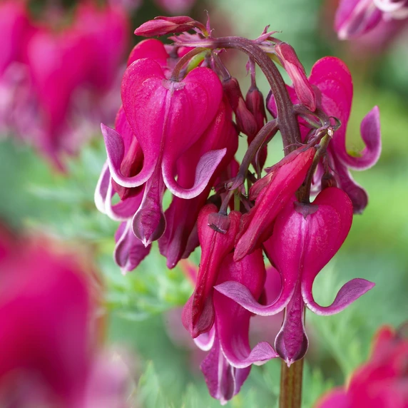 Dicentra 'Red Fountain'