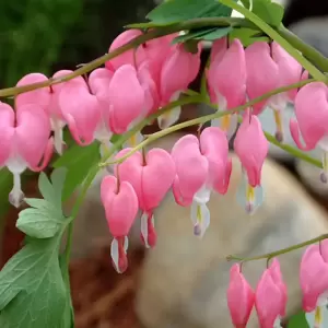 Dicentra spectablis - Photo courtesy of Walters Gardens, Inc