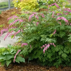 Dicentra spectablis - Photo courtesy of Walters Gardens, Inc