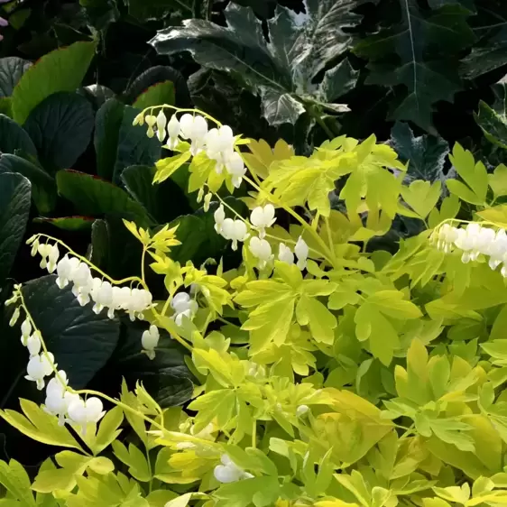 Dicentra 'White Gold' 1L - image 1