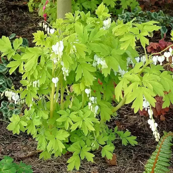 Dicentra 'White Gold' 1L - image 2