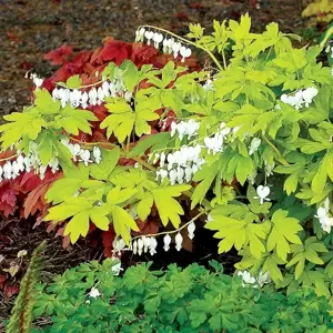 Dicentra 'White Gold' 1L - image 3