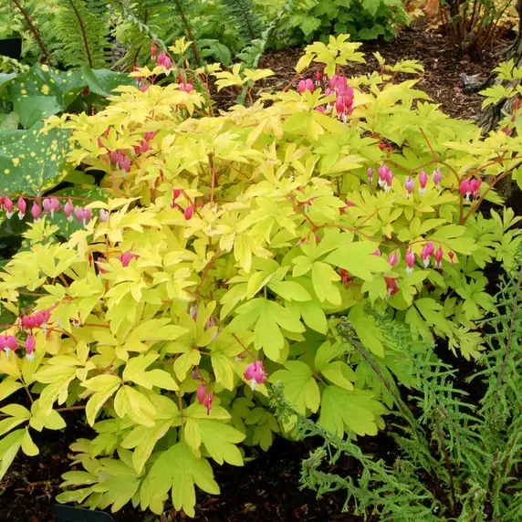 Dicentra 'Yellow Leaf' - image 3