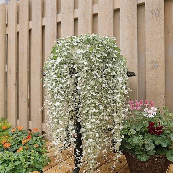 Picture - Ball Horticultural