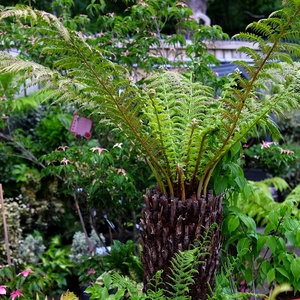 Dicksonia antarctica Tree Fern 3ft - image 3