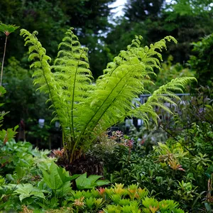 Dicksonia antarctica Tree Fern 1ft - image 1