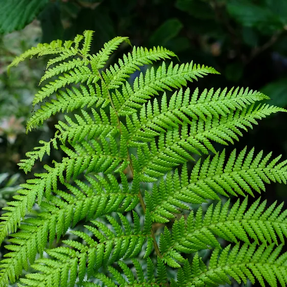 Dicksonia antarctica Tree Fern 1ft - image 2