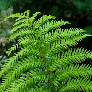 Dicksonia antarctica Tree Fern 1ft - image 2