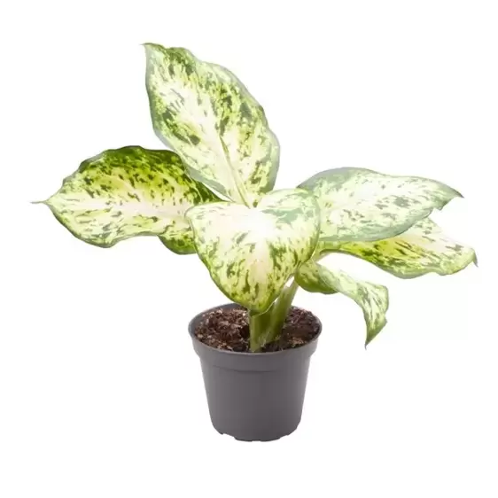 Dieffenbachia 'Amy' 6cm