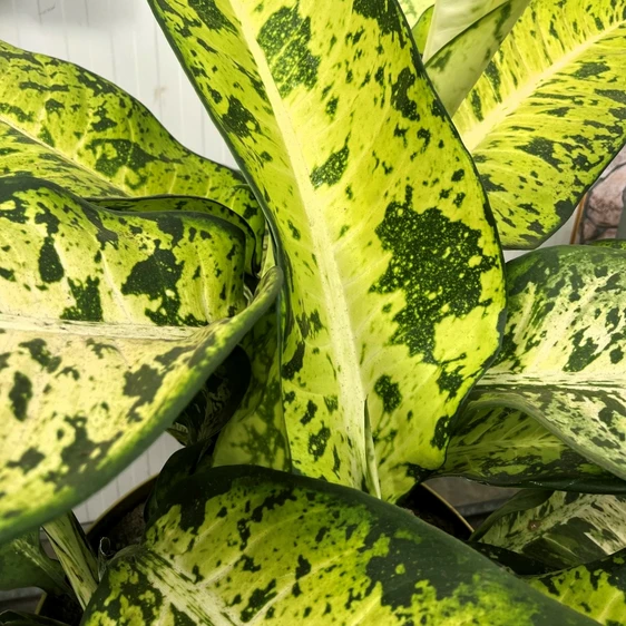 Dieffenbachia 'Banana' - image 1