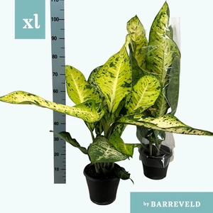 Dieffenbachia 'Banana' - image 2