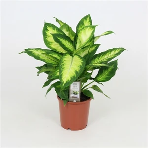 Dieffenbachia 'Camilla' 17cm