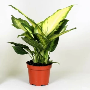 Dieffenbachia 'Camilla' 12cm