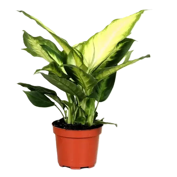 Dieffenbachia 'Camilla' 12cm