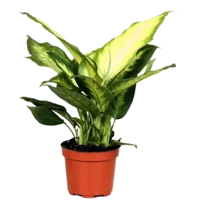 Dieffenbachia 'Camilla' 12cm