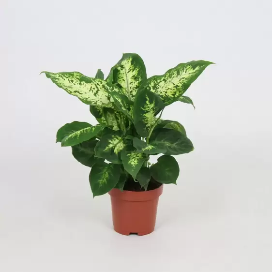 Dieffenbachia 'Compacta' 12cm - image 1