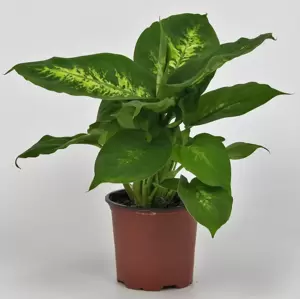 Dieffenbachia 'Compacta' 6cm