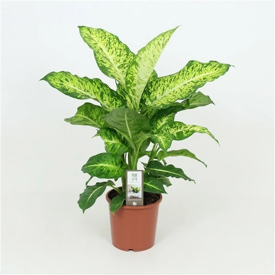 Dieffenbachia 'Compacta' 17cm