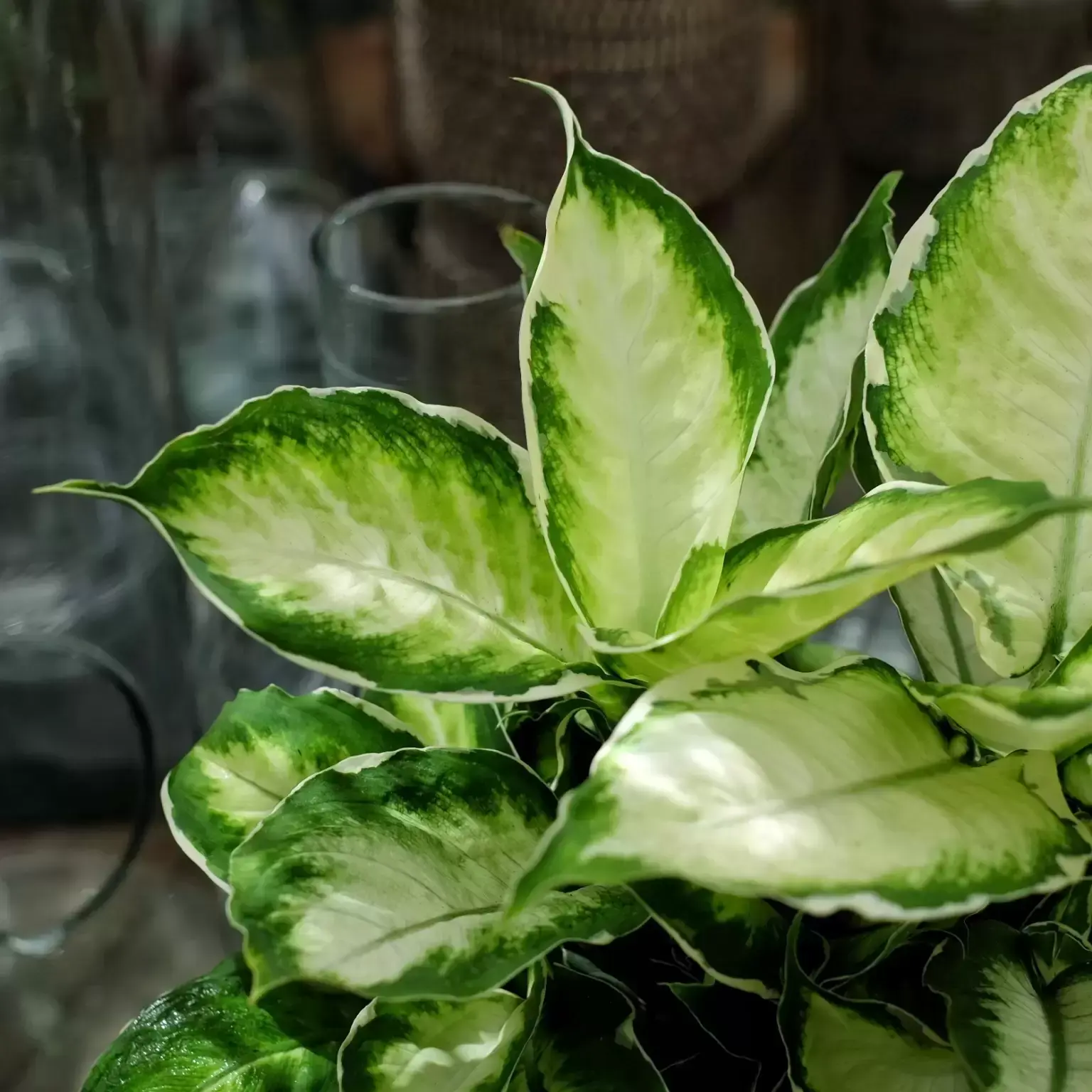 Dieffenbachia Cool Beauty 12cm Cowell S Garden Centre Woolsington Dieffenbachia Cool Beauty 12cm Cowell S Garden Centre Woolsington