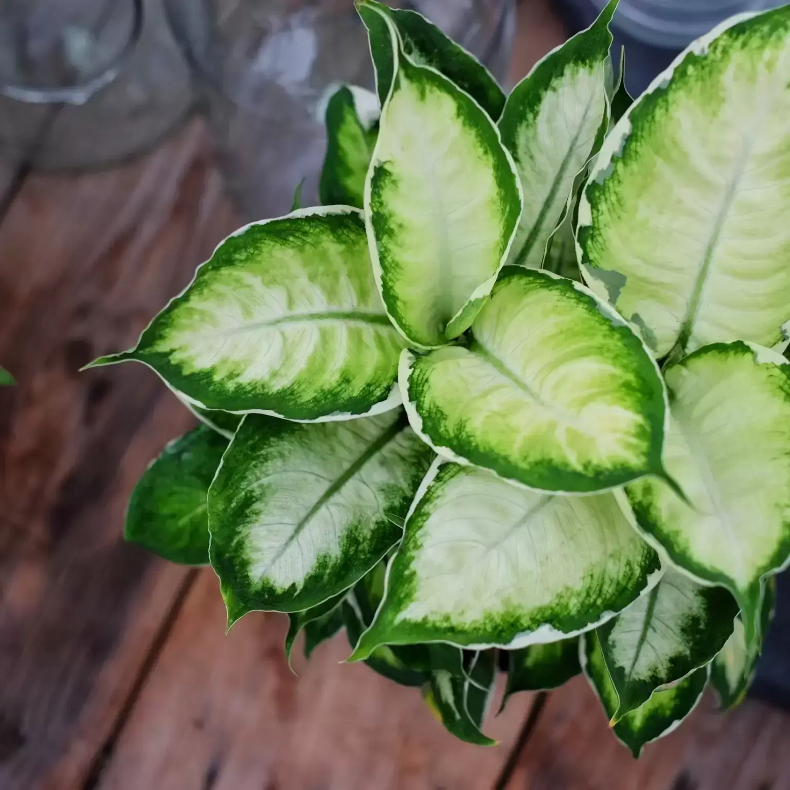 Dieffenbachia Cool Beauty 19cm Cowell S Garden Centre Woolsington Dieffenbachia Cool Beauty 19cm Cowell S Garden Centre Woolsington