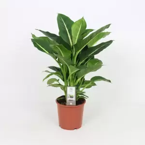 Dieffenbachia 'Green Magic' 17cm - image 4