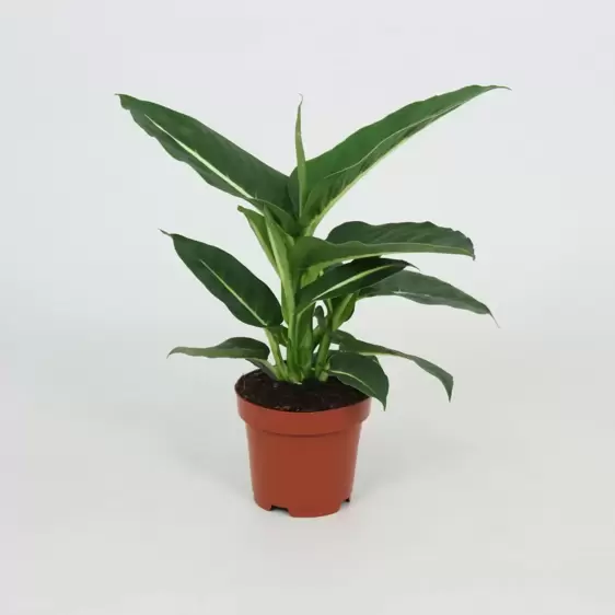 Dieffenbachia 'Green Magic' 12cm