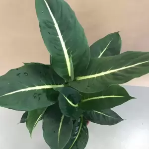 Dieffenbachia 'Green Magic' 17cm - image 1