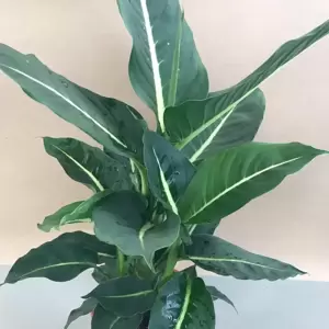 Dieffenbachia 'Green Magic' 17cm - image 2