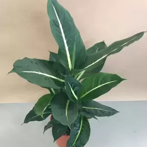 Dieffenbachia 'Green Magic' 17cm - image 3