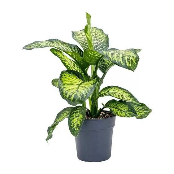 Dieffenbachia 'Maroba'