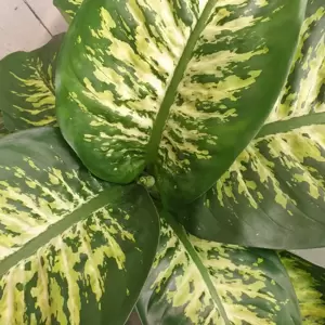 Dieffenbachia 'Reeva' - image 1