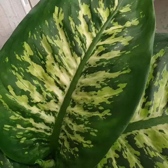 Dieffenbachia 'Reeva' - image 2