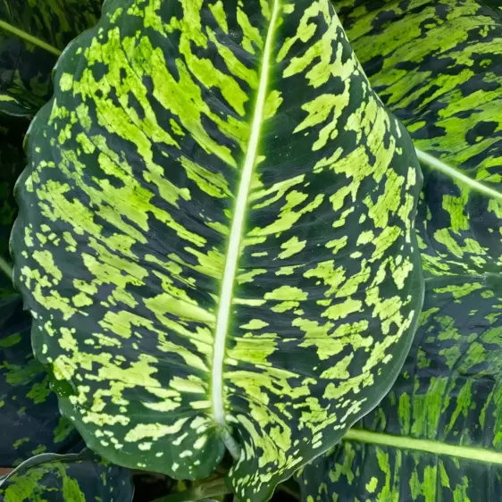 Dieffenbachia 'Reflector' 17cm - image 1