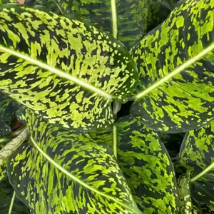 Dieffenbachia 'Reflector' 17cm - image 2