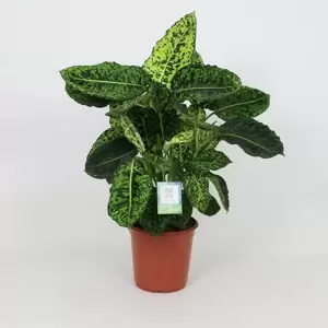 Dieffenbachia 'Reflector' 24cm - image 2