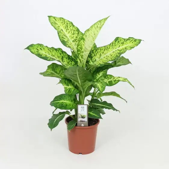 Dieffenbachia seguine - image 1
