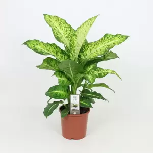 Dieffenbachia seguine