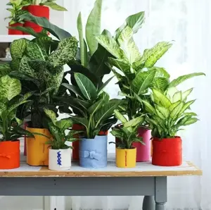 Dieffenbachia seguine - image 2