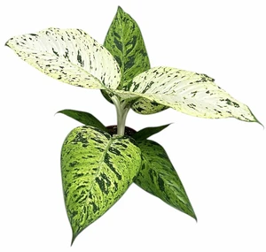 Dieffenbachia 'Snowflake' 17cm