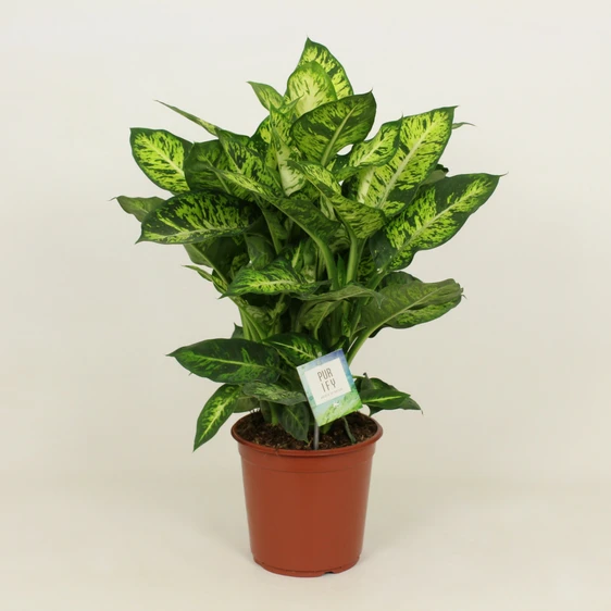 Dieffenbachia 'Sublime' 24cm