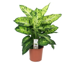 Dieffenbachia 'Sublime' 17cm