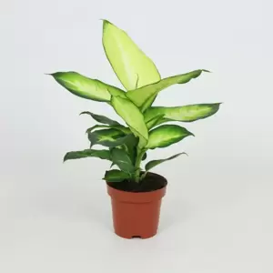 Dieffenbachia 'Summer Style' 12cm - image 1