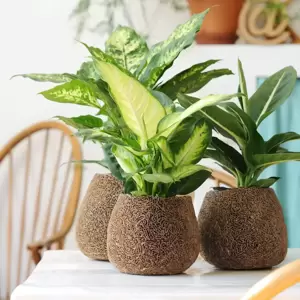 Dieffenbachia 'Summer Style' 12cm - image 2