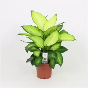 Dieffenbachia 'Summer Style' 17cm