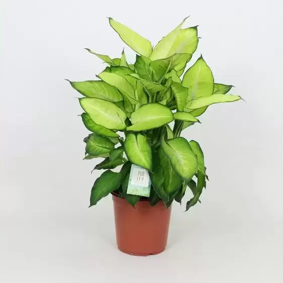 Dieffenbachia 'Summer Style' 24cm