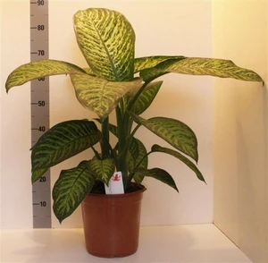 Dieffenbachia 'Tropic Jewel'