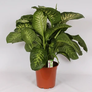 Dieffenbachia seguine 'Tropic Lemon'