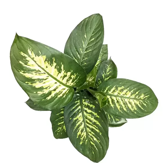 Dieffenbachia 'Tropic Snow' 19cm - image 2